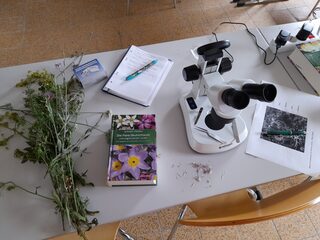 Pflanzenbestimmung mithilfe von Stereolupe und Bestimmungsbüchern